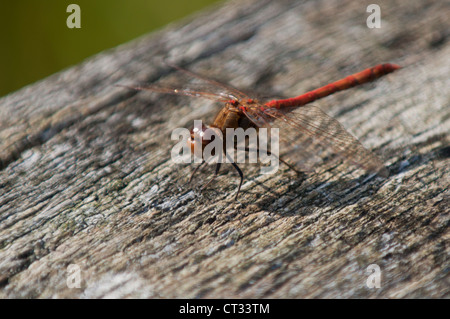 Ruddy Darter (Sympetrum sanguineum) Banque D'Images
