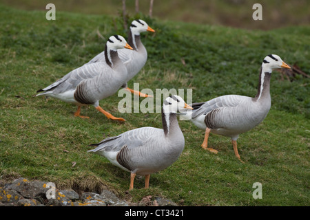 Bar-dirigé oies (Anser indicus). Race sur plateau tibétain ; migrent à travers l'Himalaya à l'hiver dans le nord de l'Inde. Banque D'Images