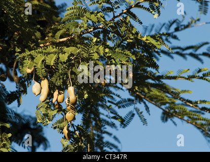 Tamarind Tamarindus indica, Banque D'Images