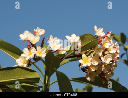 Plumeria, frangipanier, Jasmin Indien de l'Ouest, le Monoï Banque D'Images