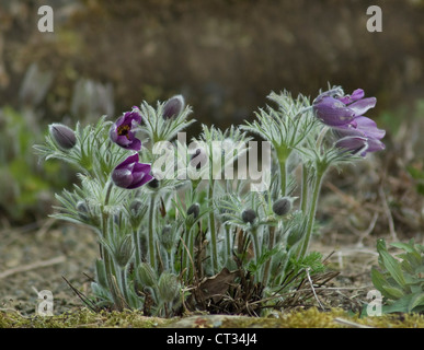 Pulsatilla alpina, Pasque flower Banque D'Images