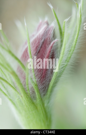 Pulsatilla alpina, Pasque flower Banque D'Images