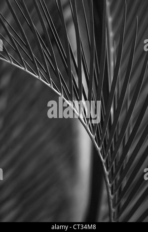 Palm Banque D'Images