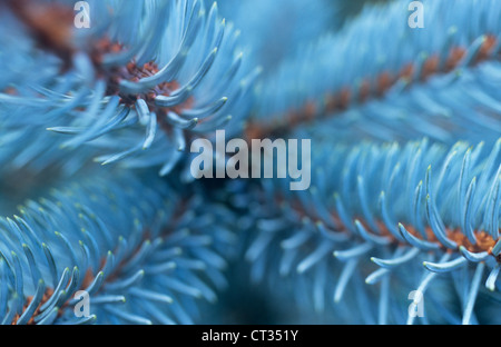 Picea pungens glauca épinette bleue, Banque D'Images