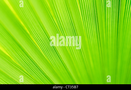 Washingtonia filifera, fan Palm Desert Banque D'Images