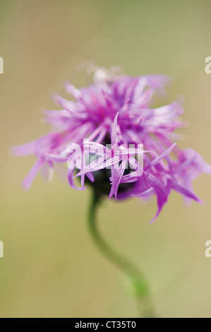 La centaurée Centaurea scabiosa, une plus grande Banque D'Images