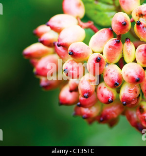 Viburnum lantana, Wayfaring Tree Banque D'Images