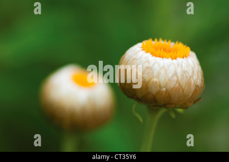 , Helichrysum immortelle Banque D'Images