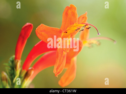 Crocosmia Montbretia, Banque D'Images