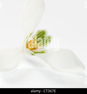 Snowdrop Galanthus nivalis, Banque D'Images