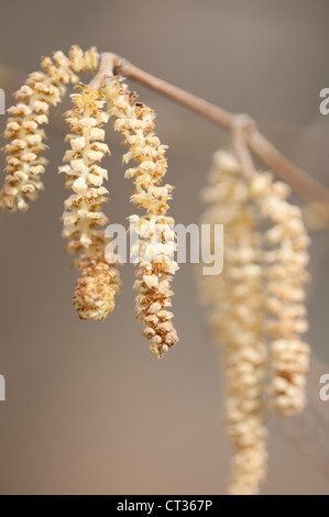 Corylus avellana, Hazel, s/n-écrou Banque D'Images