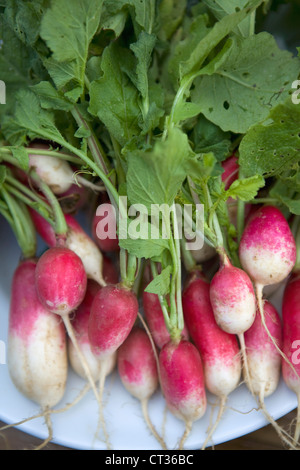 Le Radis, Raphanus sativus Banque D'Images