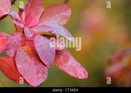 Prunus serrula 'Red Beauty', la fumée bush Banque D'Images