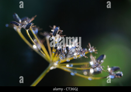 Foeniculum vulgare, le fenouil Banque D'Images