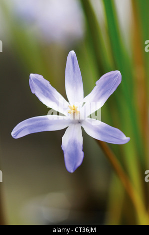 Chionodoxa, gloire de la neige Banque D'Images