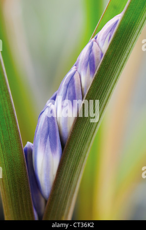 Chionodoxa, gloire de la neige Banque D'Images