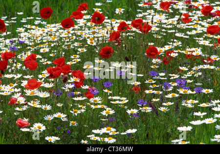 Papaver rhoeas, Coquelicot Banque D'Images