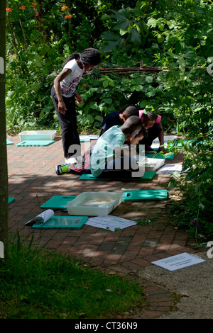 Étang étudiants trempage, Natural History Museum, Londres. Identification des spécimens en tenant bacs à partir de clés. Banque D'Images
