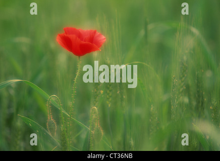 Pavot, coquelicot Banque D'Images