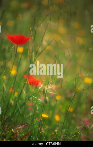 Pavot, coquelicot Banque D'Images