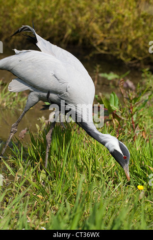 Grue demoiselle (Anthropoides virgo). Une pataugeoire et une fente après parmi les invertébrés végétation marginal autour d'une piscine. Banque D'Images