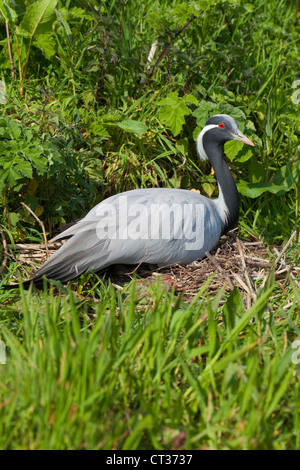 Grue demoiselle (Anthropoides virgo). Femelle sur l'incubation des œufs du nid. Banque D'Images