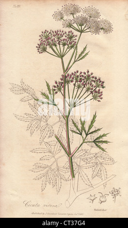 Cicuta virosa, Cowbane. Banque D'Images