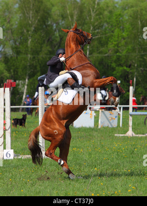 Jeune homme et sa baie magnifique cheval cabré Banque D'Images