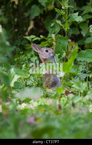 Lapin (Oryctolagus cuniculus). Station d'alimentation des feuilles (Rumex sp. ). Banque D'Images