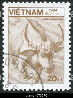 VIETNAM-VERS 1984 : timbre imprimé dans le Vietnam représente le buffle d'eau (Bubalus bubalis), vers 1984 Banque D'Images