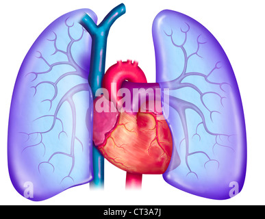 La circulation pulmonaire, dessin Banque D'Images