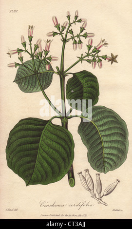 L'écorce de quinquina, Carthagène cordifolia. Banque D'Images