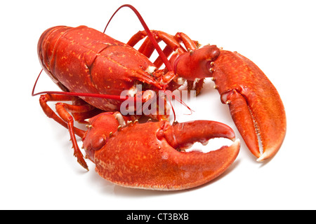 Le homard européen commun cuite isolated on a white background studio. Banque D'Images