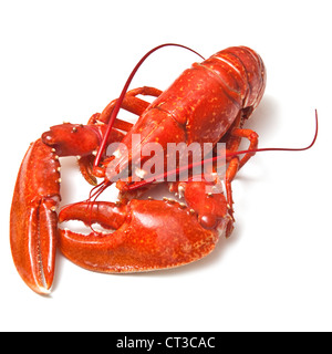 Le homard européen commun cuite isolated on a white background studio. Banque D'Images