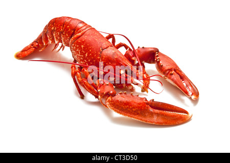 Le homard européen commun cuite isolated on a white background studio. Banque D'Images