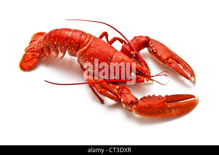 Le homard européen commun cuite isolated on a white background studio. Banque D'Images