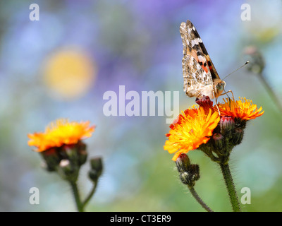 Libre de façade peinte lady butterfly (Vanessa cardui) se nourrissant de fleur orange Banque D'Images