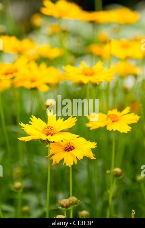 Photo gros plan de Large-Flowered Tickseed fleurs. Banque D'Images