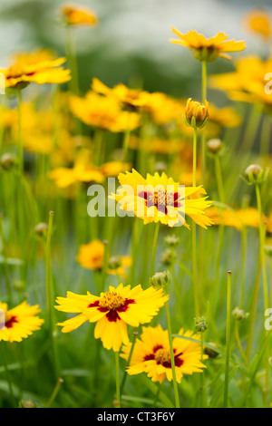 Photo gros plan de Lance-Leaved Tickseed fleurs. Banque D'Images