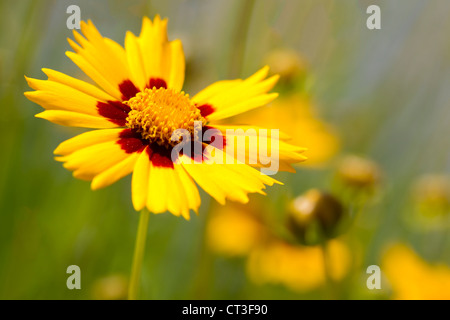 Photo Gros plan d'un Lance-Leaved Tickseed fleur. Banque D'Images