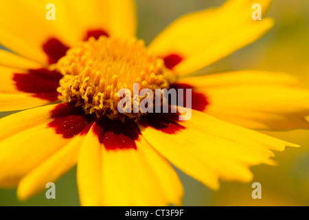 Photo Gros plan d'un Lance-Leaved Tickseed fleur. Banque D'Images