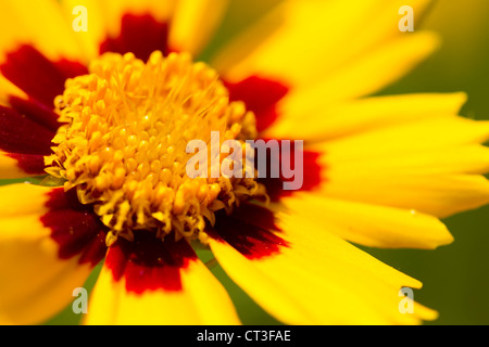 Photo Gros plan d'un Lance-Leaved Tickseed fleur. Banque D'Images