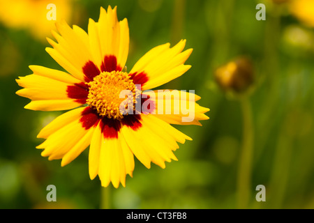 Photo Gros plan d'un Lance-Leaved Tickseed fleur. Banque D'Images