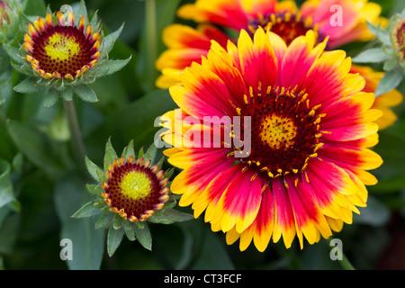 Photo Gros plan d'une politique commune de l'Blanketflower (ou Gaillardia). Banque D'Images