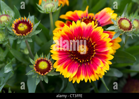 Photo Gros plan d'une politique commune de l'Blanketflower (ou Gaillardia). Banque D'Images