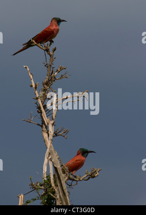 Deux Northern Carmine Guêpiers (Merops nubicus), Murchison Falls National Park, de l'Ouganda Banque D'Images