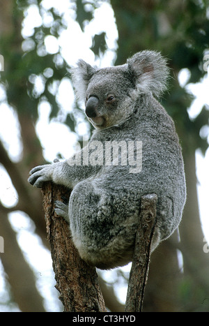 Koala au Zoo de Taronga à Sydney Banque D'Images