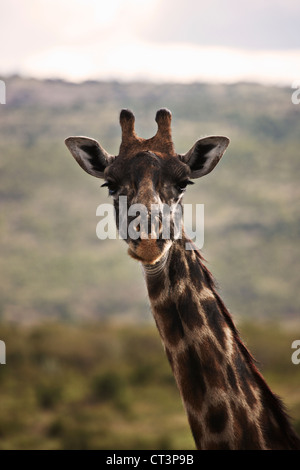 Close up de girafes face Banque D'Images