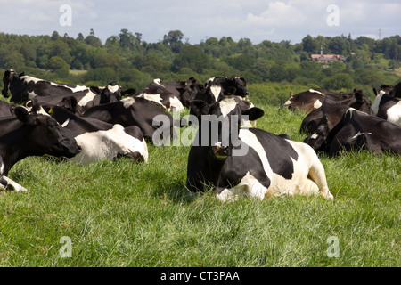 Dans un champ de vaches frisonnes Banque D'Images