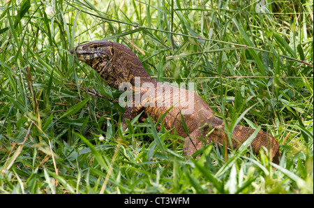 Moniteur du Nil (Varanus niloticus), Murchison Falls National Park, de l'Ouganda Banque D'Images